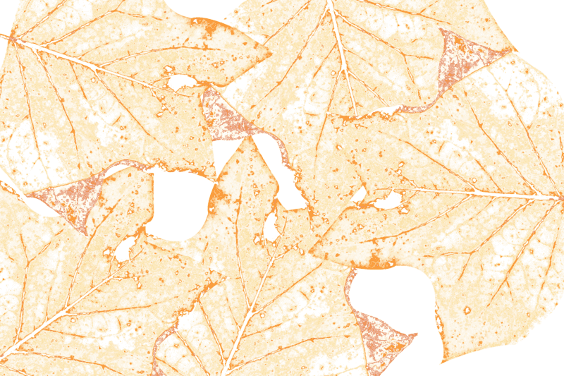 纹理图片,元素元素,底纹PNG,树叶免抠素材